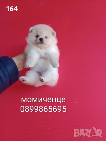 Мъжки и женски Померани. Реални снимки от 12.01.26 г. Померан.