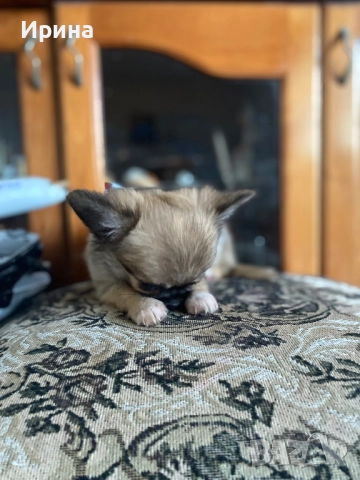 Чихуахуа  дългокосместо, снимка 2 - Чихуахуа - 52664011