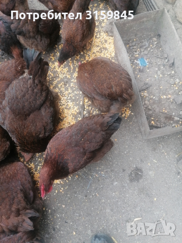 Яйца катунски кокошки червена линия , снимка 10 - други­ - 44797078