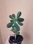 Красула (дървото на живота) – Crassula ovata- 5,99лв., снимка 1