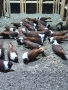 10 чифта Чирпански гълъби , снимка 2