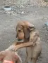 Шоколадово Гонче , снимка 3