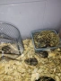 Продавам Хамстерчета, снимка 7