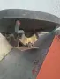 2 бр. седалки за Урал , М66 , К750, снимка 4