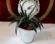 Агаве Victoriae-Reginae,метална саксия 9 см. , снимка 3
