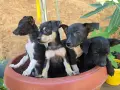 Продават се пинчерчета, снимка 2