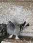 Гълъби мардини., снимка 3