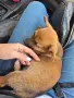 Кученца белгийска овчарка , снимка 6