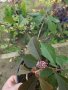 Каликарпа - Налични 2 вида Бяла - Callicarpa dichotoma Albibacea Лилава -Callicarpa dichotoma 'Issai, снимка 6