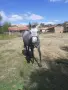 Продавам женски кон , снимка 2