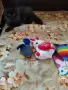 Малки персийски дългокосмести многоцветни домашни любимци!, снимка 11