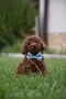 Той пудел Toy poodle, снимка 7