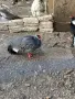 Ушат и седлат фазан , снимка 1