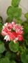 Pelargonium Mallorca , снимка 1
