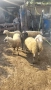 Продават се овце и шилета., снимка 2