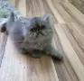 Персийчета момче момиче, снимка 4