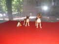 Лот много красиви фигури кученца миниатюри порцелан Япония, снимка 2