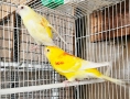 Продавам 3 двойки Пойни папагали , снимка 2