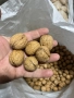 Продавам орехи чандлар, снимка 2