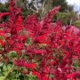 Салвия Червен Роман, Salvia Roman Red или по-известна като Градински чай!!, снимка 1