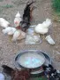 Продавам серами, снимка 3