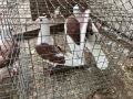Пощи на капак гълъби , снимка 6
