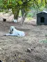 Мъжки алабай ..., снимка 1