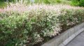 Храстовидна ,Пъстролистна японска върба / Salix Hakuro Nishiki, снимка 4