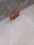 Tyi Mini Pydel Sladyri, снимка 9