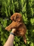 Мини Пудели Момчета и Момичета / Mini Poodle Boys and Girls, снимка 2