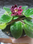 Сортова сентполия Черен принц, снимка 1 - Стайни растения - 44579839
