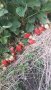 разсад ягоди, снимка 10