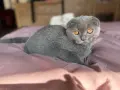 Шотландски котета , снимка 1