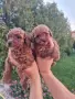 Мини пудел/Mini Poodle, снимка 3