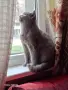 котка женска котка , снимка 2