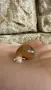 Африкански охлюви archachatina marginata ovum, снимка 3