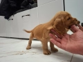 чистокръвни кокер шпаньоли, снимка 7