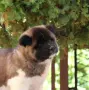 Американска акита кученца, снимка 7