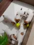 Джак ръсел териер, снимка 3