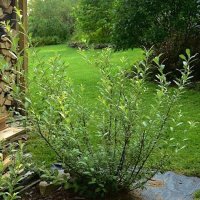Върба - Salix gracilistyla 'Mount Aso' ( грацилистяла' моунт асо' ), снимка 5 - Градински цветя и растения - 31614507