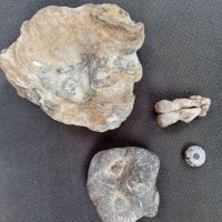 4бр интересни фосили, вкаменелости , снимка 1 - Антикварни и старинни предмети - 37180097