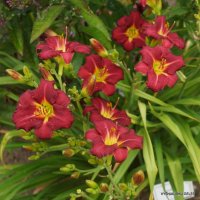 Хемерокалис (Hemerocallis) Double Red Royale, снимка 5 - Разсади - 36680742