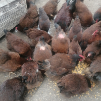 Яйца катунски кокошки червена линия , снимка 15 - други­ - 44797078