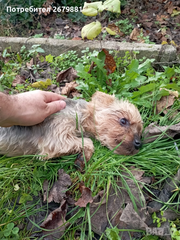 Йорки на около 4 години - момиче , снимка 1