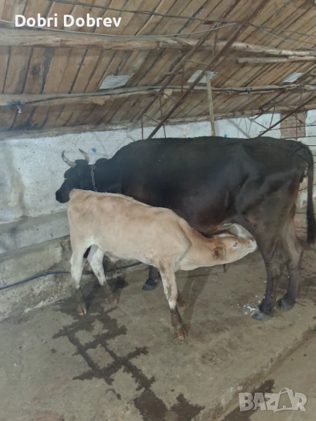 Продавам две крави , снимка 1