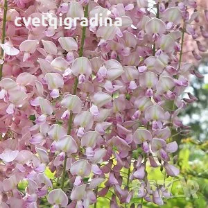 Wisteria Lipstick(Вистерия Червило), снимка 1