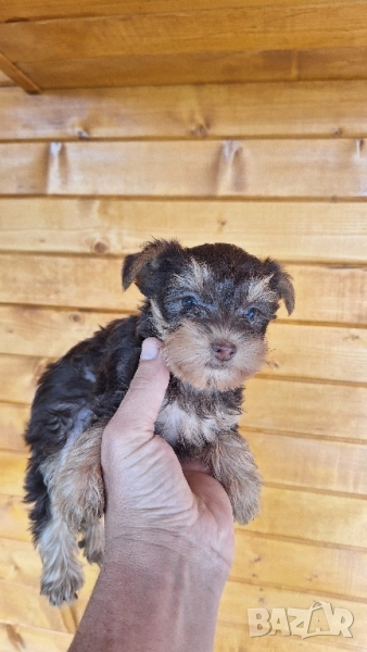 йоркширски териер, снимка 1