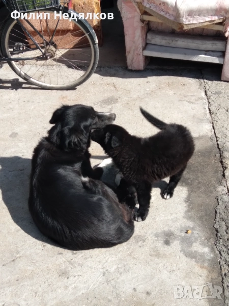 Женска каракачанка на 2 месеца. , снимка 1