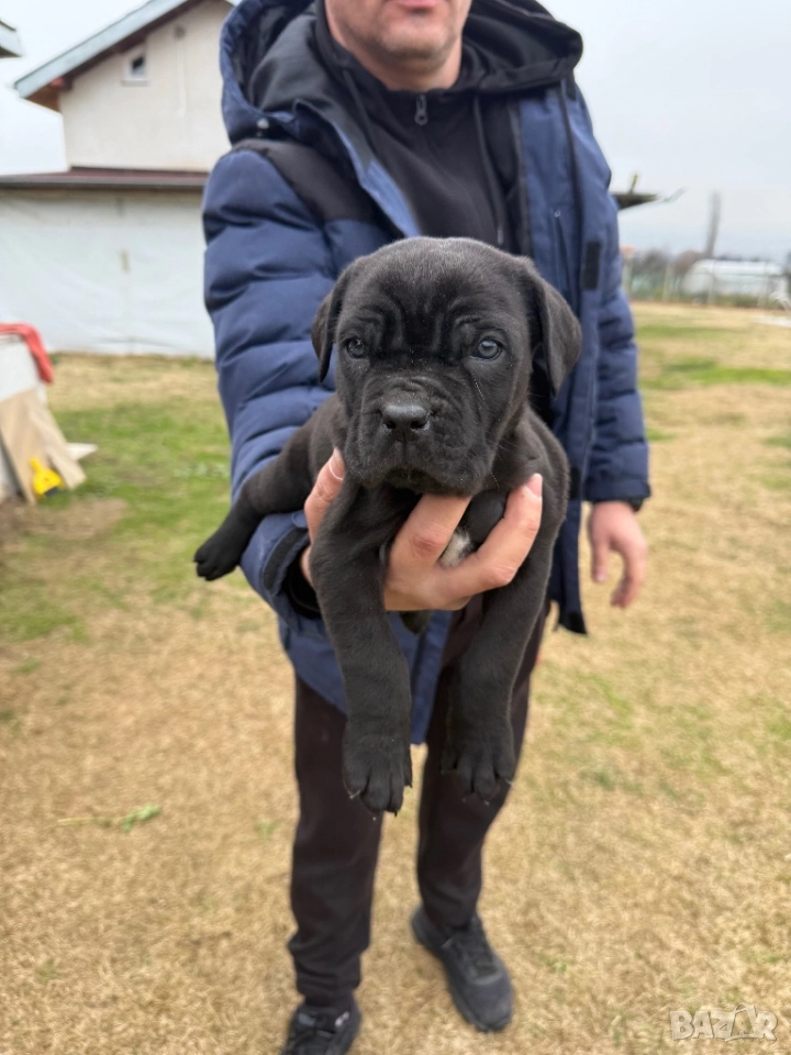 Кученца кане корсо, снимка 1