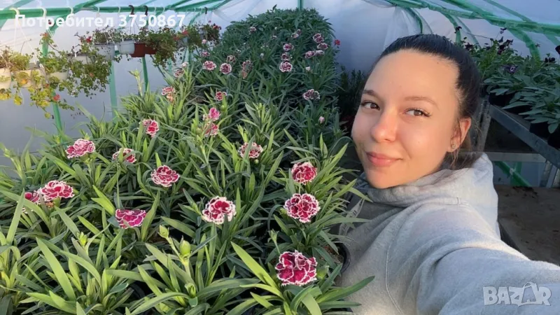 Карамфил/Dianthus, снимка 1